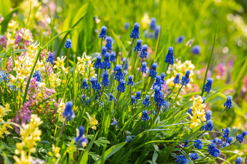 Grape hyacinth flowers close up. Floral spring colorful background. Blooming muscari in the field. Bright blue flowers on a yellow background. Seasonal wallpaper for design