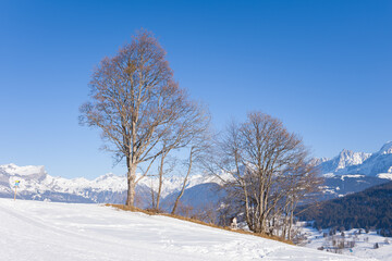 Trees in the Mont Blanc massif in Europe, France, Rhone Alpes, Savoie, Alps, in winter on a sunny day.