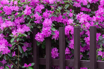 Fototapeta na wymiar Rhododendron blossoms close up with picket fence. Nature floral background. Purple Azalea flowers hedge in spring. Seasonal spring wallpaper.