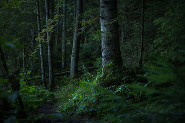 deep forest atmospheric moody green wood land mystic environment space with focus on a tree bark with a lot of plants