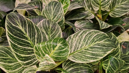 Obraz premium Background of green foliage of plants with bright leaves of interesting shape. 