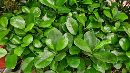Background of green foliage of plants with bright leaves of interesting shape. 