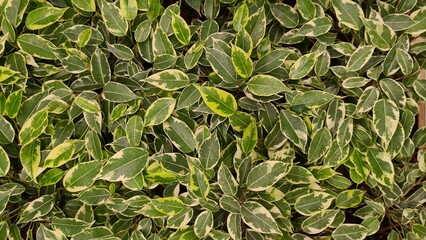 Background of green foliage of plants with bright leaves of interesting shape. 
