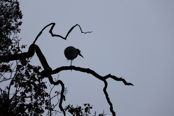 Silhouette of heron sitting on branch of a tree against gray uniform sky
