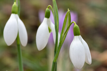 Common snowdrops (galanthus nivalis) in bloom