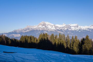 Trees in the Mont Blanc massif in Europe, France, Rhone Alpes, Savoie, Alps, in winter on a sunny day.