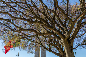 Tree with dry branches in European winter. In the background the flag of Portugal is hoisted. 