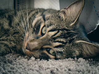  portrait of a gray tiger domestic cat lies comfortably on the carpet and looks into the camera