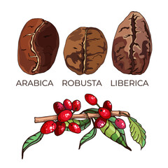 arabica, robusta, liberica_types of coffee varieties, grains and plant, colorful vector illustration with text arabica, robusta, liberica,