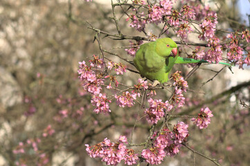 Green parakeet is eating pink blossom of a cherry tree in London park. This friendly bird sits on a tree branch and savors those tender flowers.