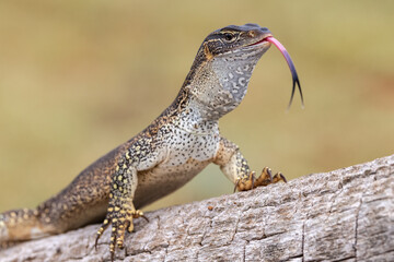 Gould's or Sand Monitor flickering it's Tongue