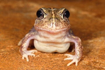 Close up of Sudell's Frog