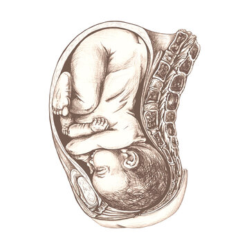 fetus in womb anatomical drawing clip art preview