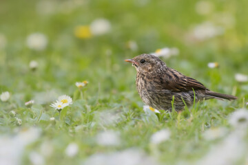 Oiseau sur le sol au printemps avec herbe et pâquerettes. 
