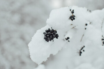 Berries in snow
