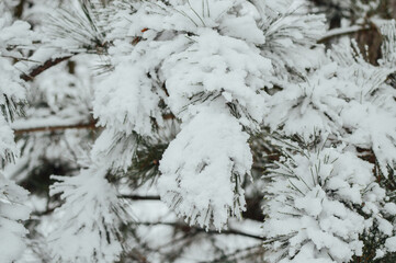 Pine covered by snow