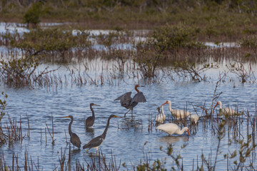 Flock of American white Ibis and herons wading in lake