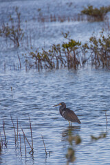 Heron in the water