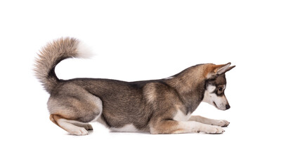 Portrait of a 6 month old Siberian Husky lyingon a white background
