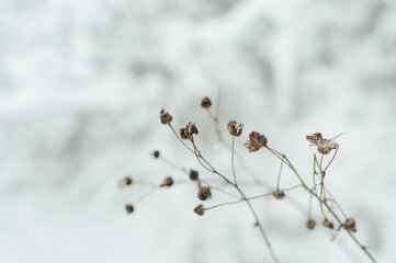 Frozen flowers in forest