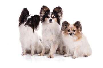 Continental toy spaniel, papillon Dog Isolated