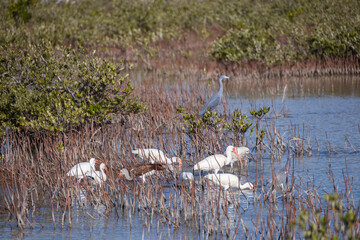 Flock of American white Ibis wading in lake