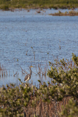 Wading bird at the edge of a lake