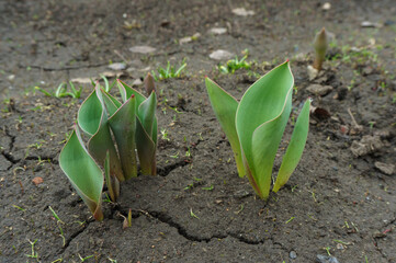 sprout growing in soil