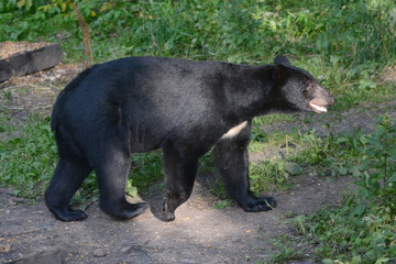 Young Black Bear Walking Along Trail In Summer