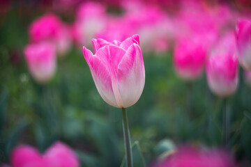 Spring flowers tulips bloom in the park. Pink tulip on a blurred background with copy space. Beautiful postcard, banner.