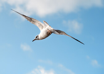 seagull flying in the blue cloudy sky