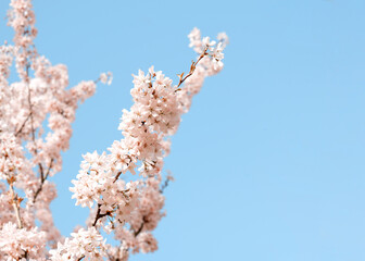 pink flowers blossom and green leaves on the branch on sunny spring day against blue sky