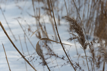 Obraz premium reeds in the snow