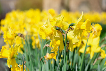 Amazing Yellow Daffodils flowers on sunny spring day. The high quality  image for spring background,