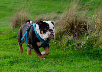 Fototapeta premium Black tri-color english british bulldog in blue harness running on the green grass on sunny warm spring day