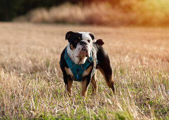 Black tri-color english british bulldog in blue harness walking  on the  green grass  on sunny warm spring day