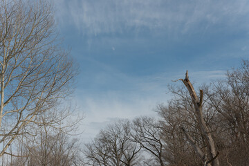 winter trees and dead tree with cloudy blue sky