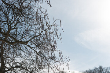 catalpa tree in winter (with seed pods) on a cloudy blue sky
