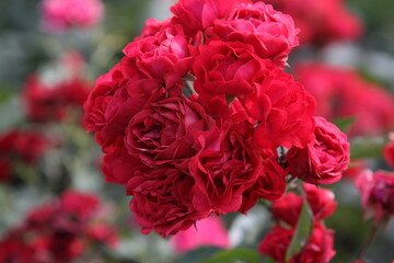 
Red rose flower. Background.
Roses of love, garden with roses. Breeding and caring for flowers in the garden.
Well-groomed Beautiful petals. Gardening. popular variety