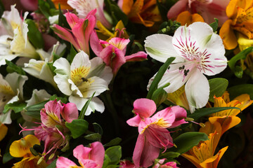 Multicolored Alstroemeria flowers (pink, yellow and red flowers), background