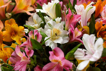 Multicolored Alstroemeria flowers (pink, yellow and red flowers), background