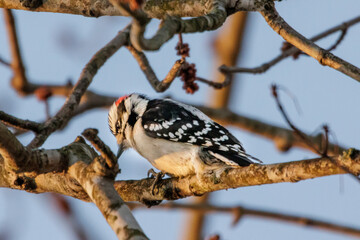 A closeup of a Lesser spotted woodpecker (Dryobates minor) bird resting on a branch