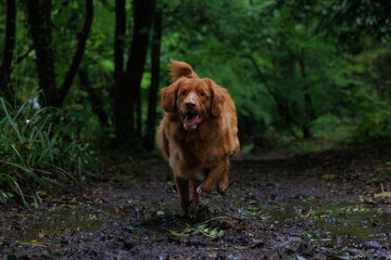 A vertical shot of a nova scotia retriever running in the forest.