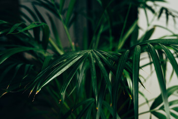 Naklejka na ściany i meble House plant in dark green stands in an apartment
