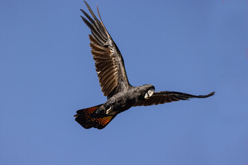 Red-tailed Black Cockatoo in flight