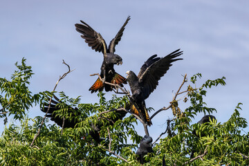Australian Red-tailed Black Cockatoo's in tree