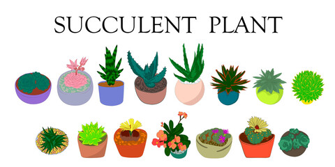 Succulent plant. Color illustration of different types of succulents. Hand drawn plants.