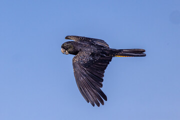Australian Red-tailed Black Cockatoo in flight