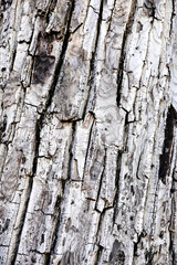 Walnut bark texture background in winter