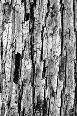 Walnut bark texture background in winter